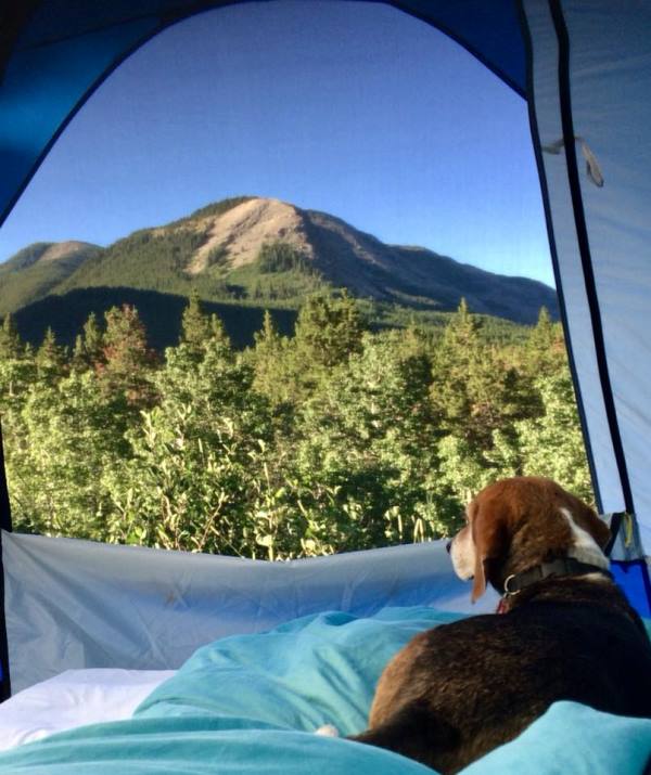 Chester in the tent.jpg