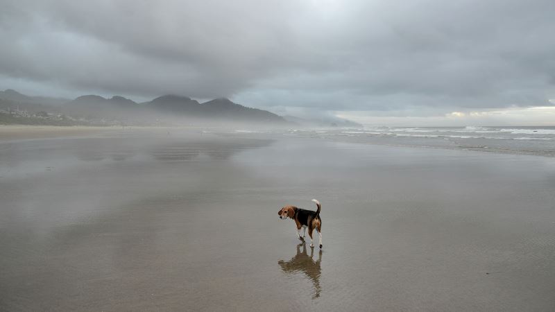 Chester Cannon Beach.jpg