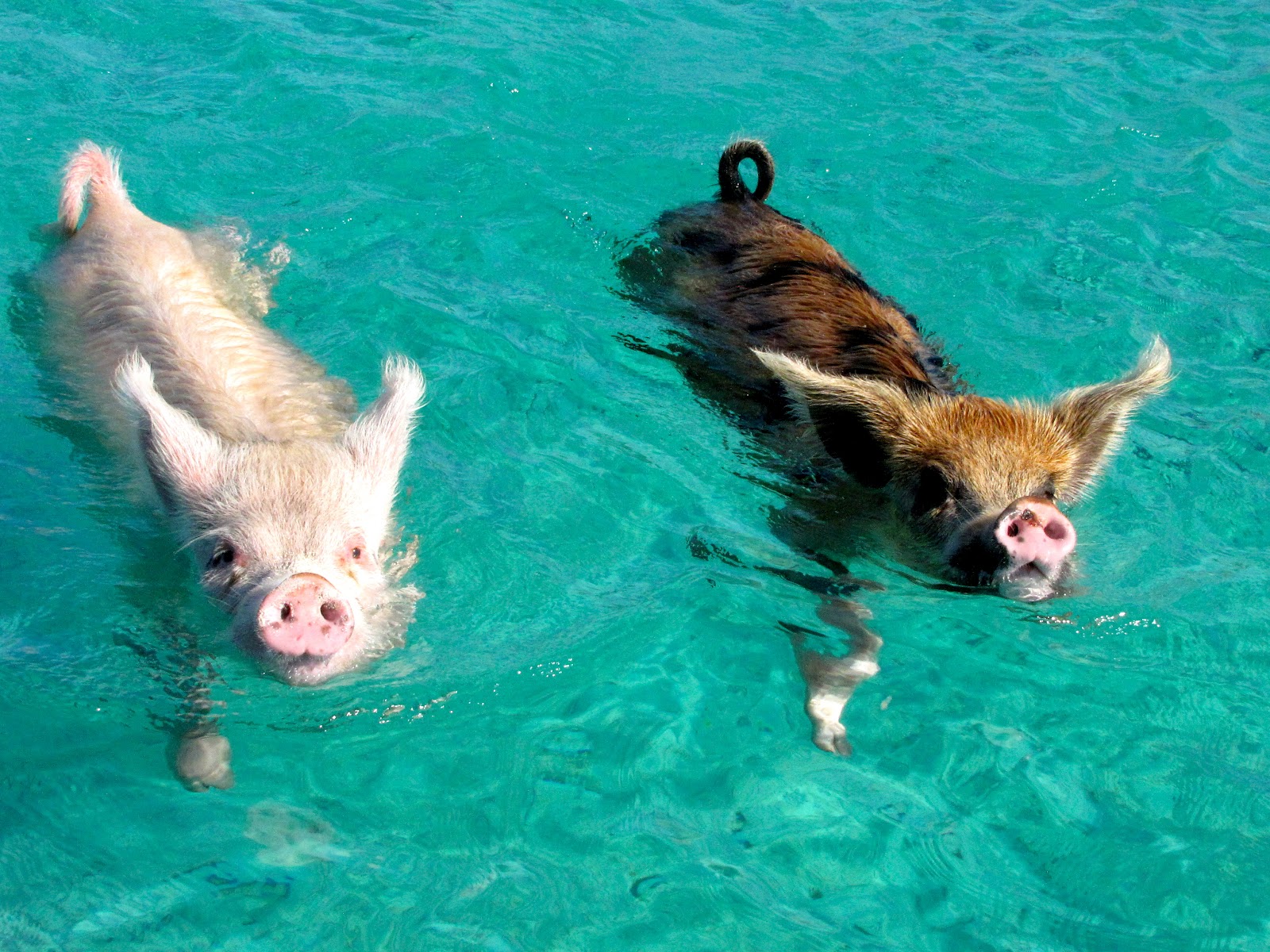 swimming-pigs1.jpg