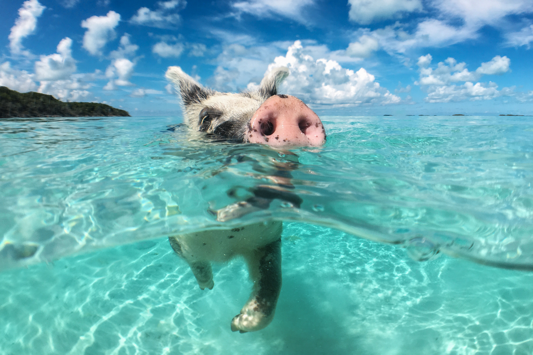 swimming-pigs-tour-exuma.jpg