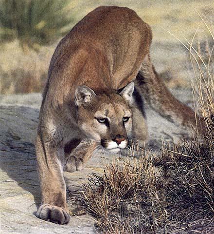 wildcat-cougar.jpg